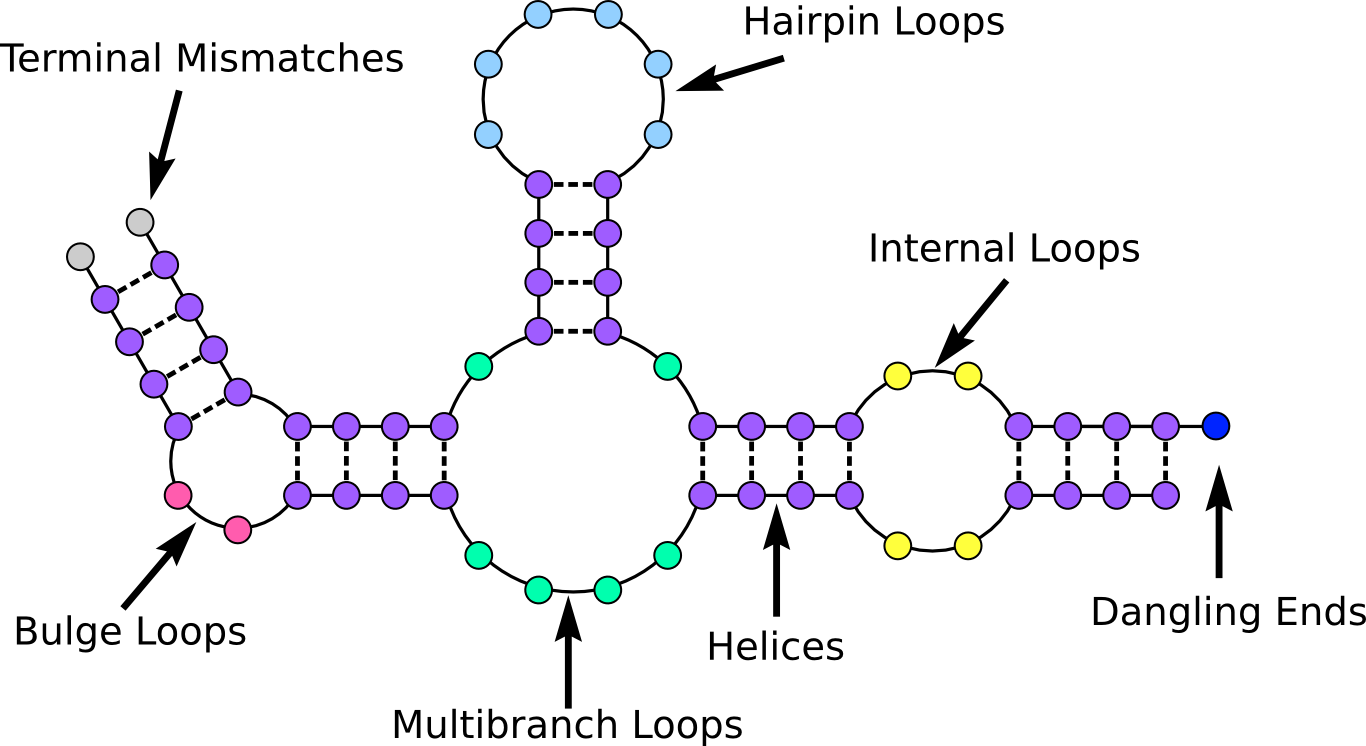 Rna Secondary Structure Wiki David H Mathews Bootcamp Gitlab